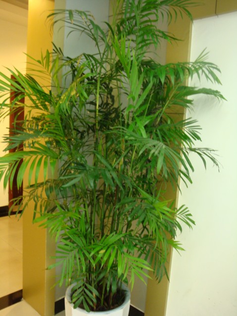 【成都植物租賃】夏威夷椰子 夏威夷
